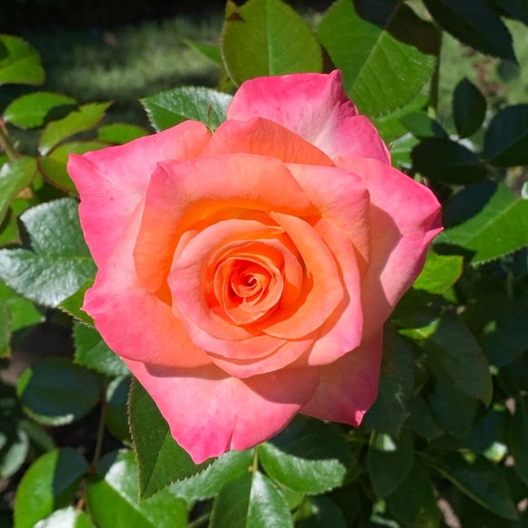 Meet your Posher, Hannah - Picture 1 of 1